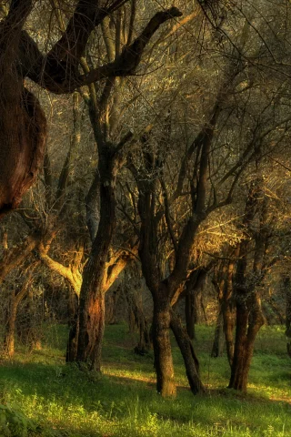 трава, голые, сухие, деревья, лес