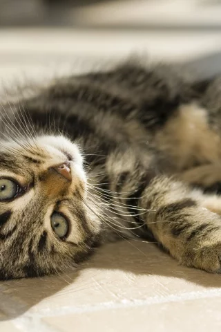 лежит, котенок, глаза, взгляд