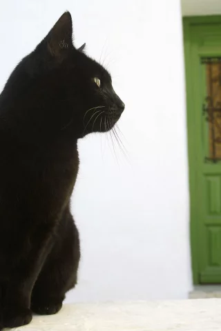 кошка, дом, дверь, улица, черный кот