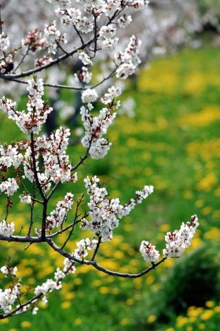 снимок, макро, луг, сакура, nature, парк, цветы