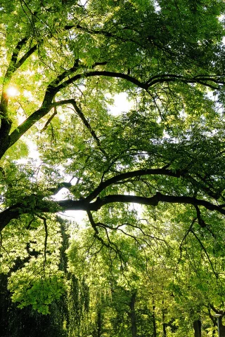 солнце, лучи, trees, natural, листья, shine, sun, лес, свет, светло