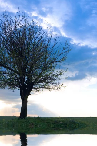only tree, рассвет, дерево, одинокое, облака, небо