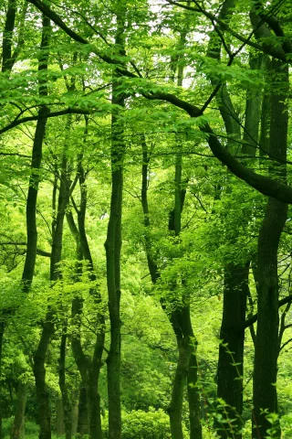 листья, листва, зелень, деревья, леса, растения, дерево, природа, зелёный