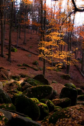 камни, лес, природа, листва, осень, солнце, мох