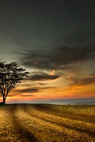 поле, небо, tree, landscape, sky, дерево, sunset, облака, hill, пейзаж, nature, clouds, природа, закат, 1920x1200