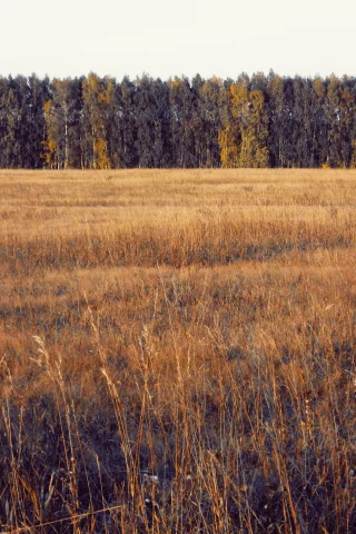 осень, лес, поле, деревья