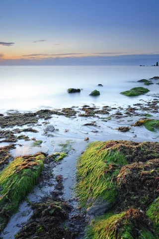 камни, дымка, водоросли, франция, побережье, море
