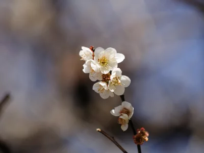 цветы, ветка, растения, wallpapers, фон, весна, цветение, обои, природа