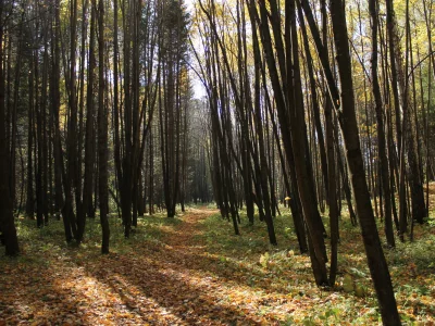 листья, осень, лес, деревья