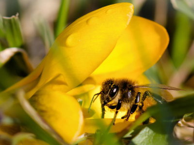 пчела, цветок, капли, макро, пыльца, крокус, жёлтый