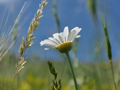 ромашка, природа, цветы, растения