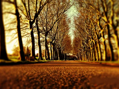 дерево, дорога, дороги, alley, деревья, аллеи, аллея