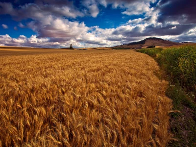 облака, поле, небо