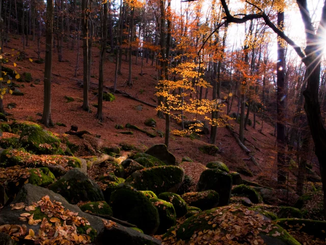 камни, лес, природа, листва, осень, солнце, мох