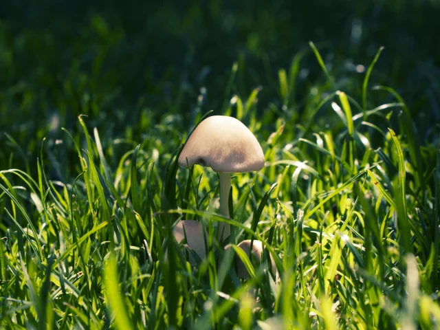 трава, макро, грибы, лес, nature, природа, тени