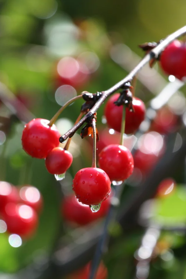дерево, вишня, боке, cherry, ветка, макро, капли, вода