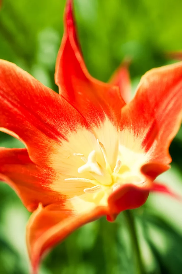 тюльпан, tulip, яркий, tulips, тюльпаны, цветок, цветы, красный, весна
