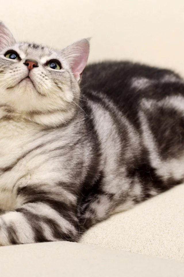 окрас вискас, кот, диван, кошка