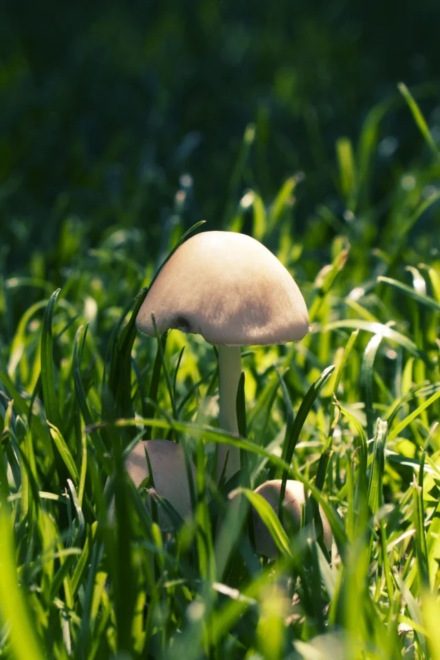 трава, макро, грибы, лес, nature, природа, тени