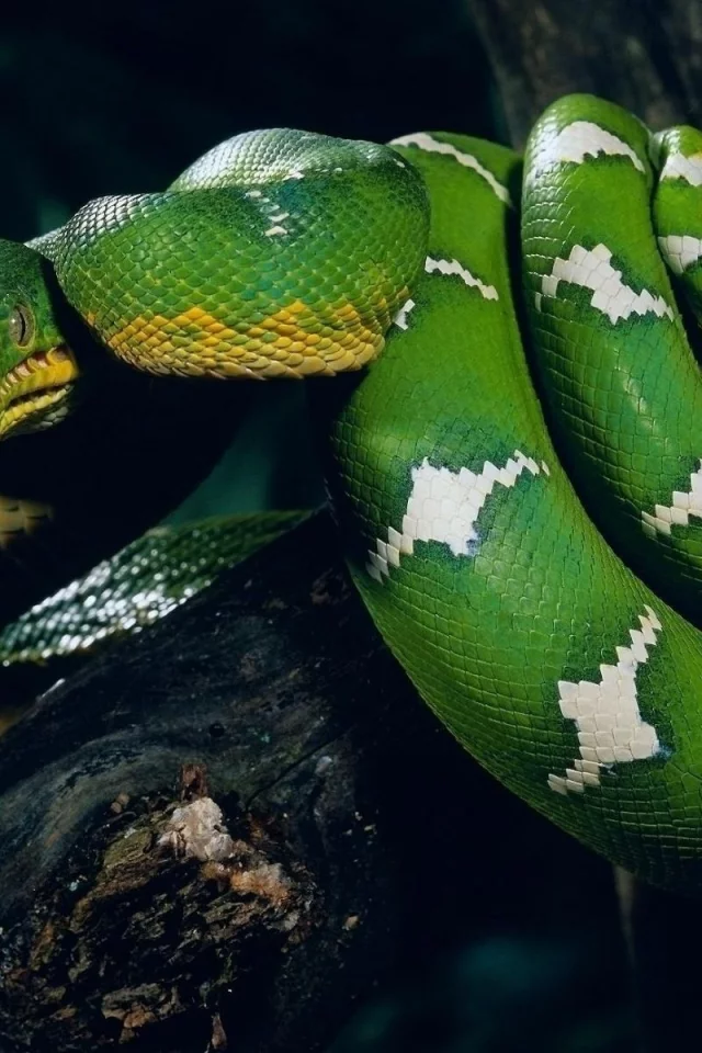 животные, ветка, snake, зелёная, змея