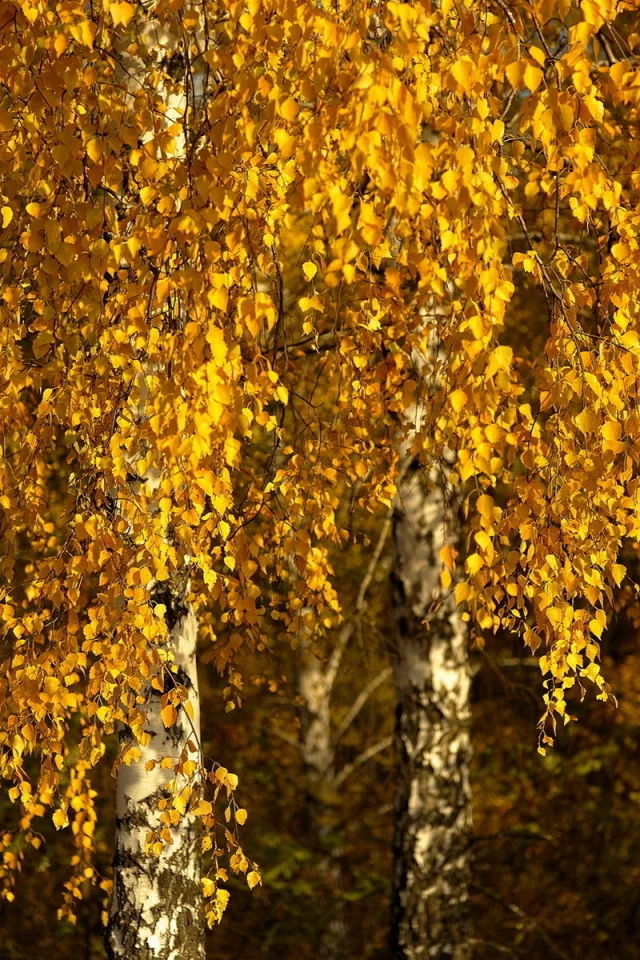 листья, берёзы, осень