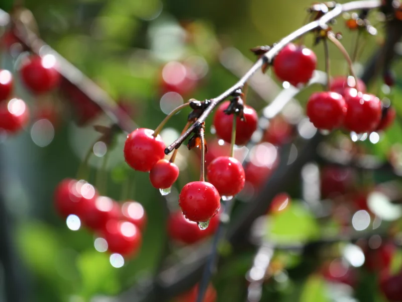 дерево, вишня, боке, cherry, ветка, макро, капли, вода