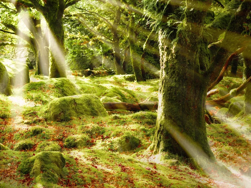 лес, блики, лучи, деревья, sunshine forest, листва, солце, мох