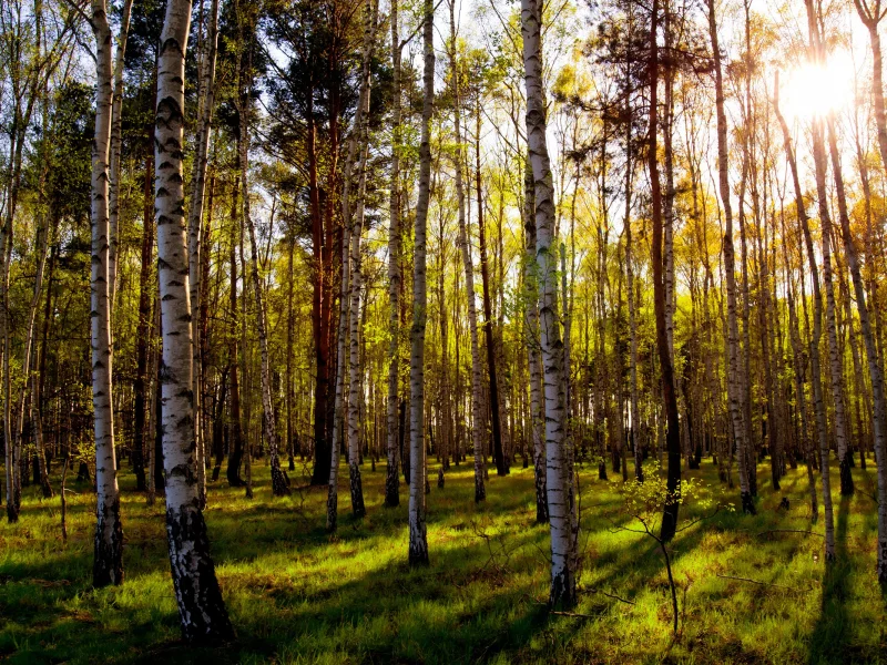 зелень, солнце, день, листья, роща, природа, трава, смешанный лес