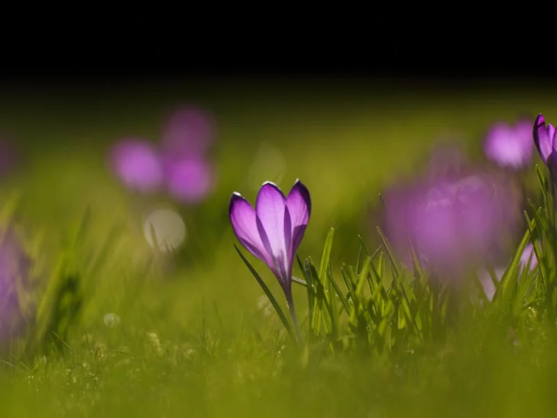 wallpapers, цветы, зелень, природа, цветение, весна, фон, поляна, растения, обои, крокусы, трава