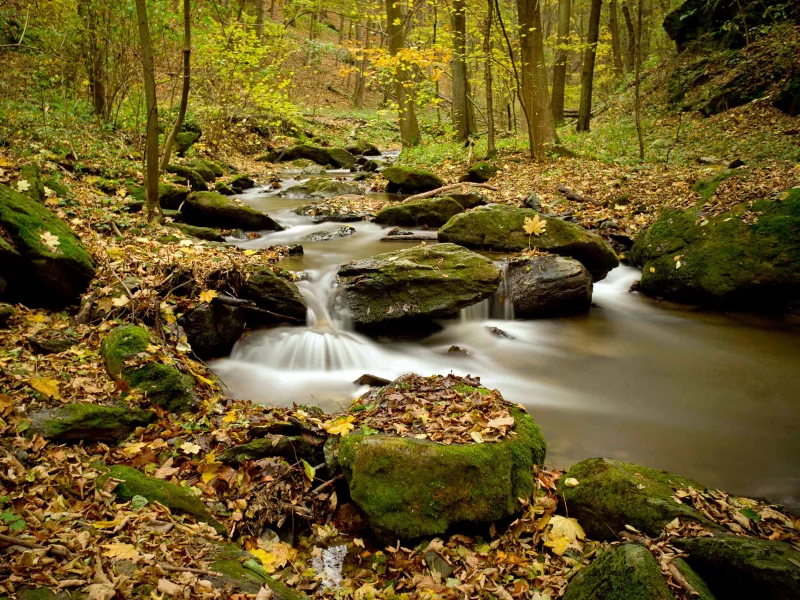 природа, лес, осень, река, листва