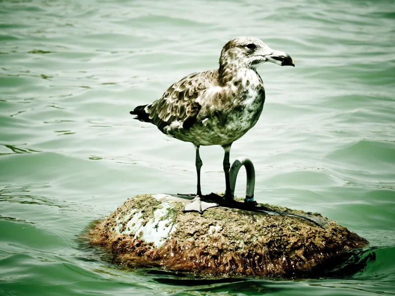 вода, животные, птица