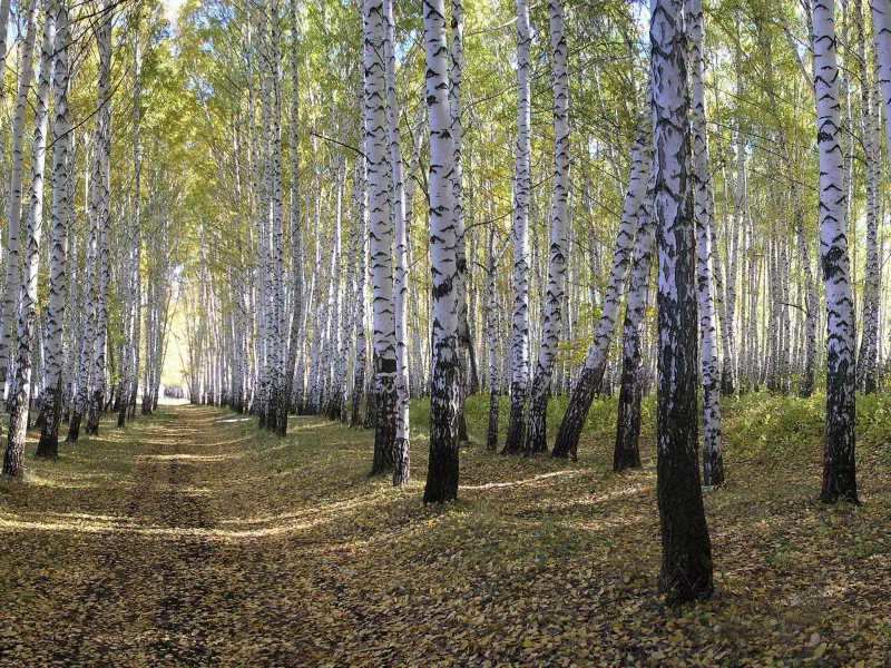 лес, природа, берёзы
