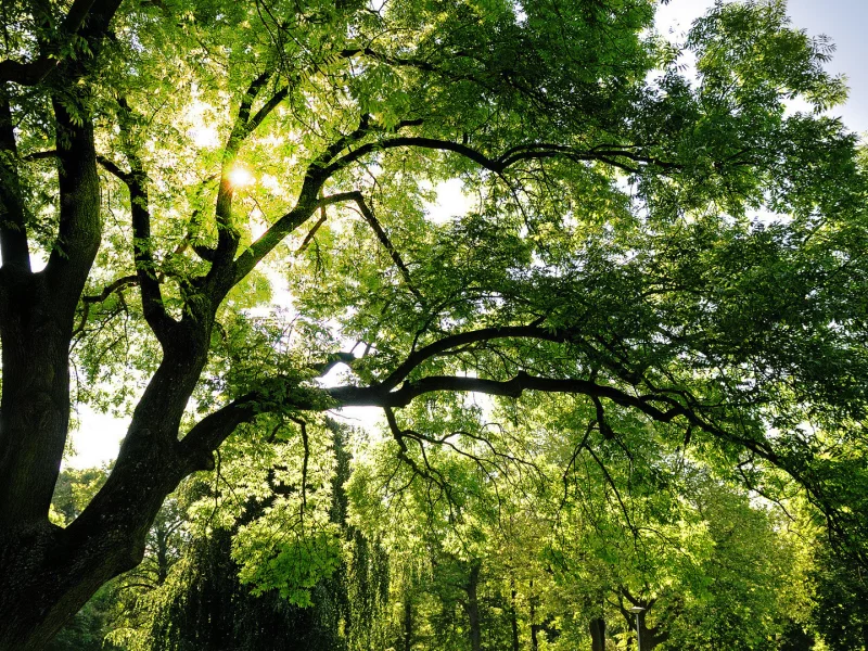 солнце, лучи, trees, natural, листья, shine, sun, лес, свет, светло
