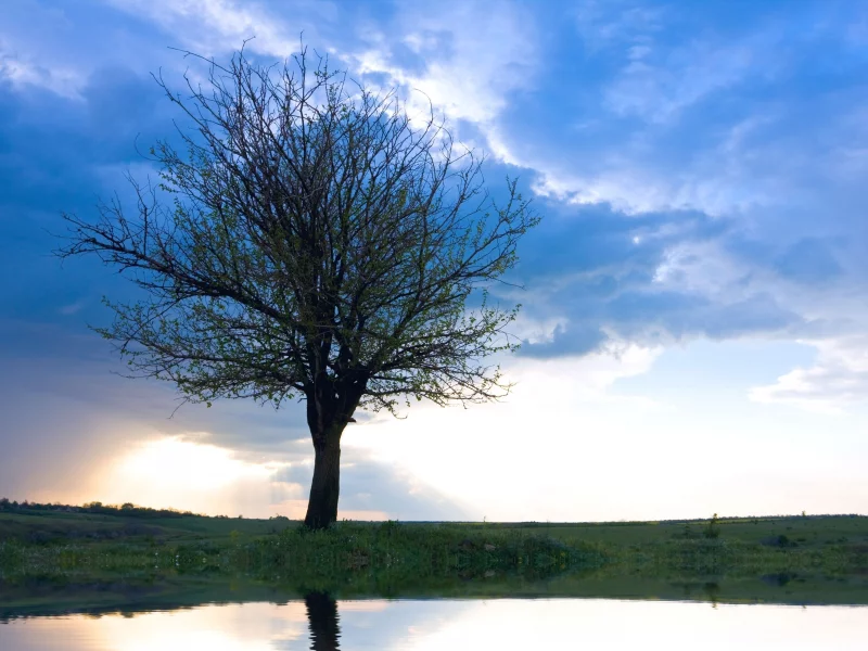 only tree, рассвет, дерево, одинокое, облака, небо