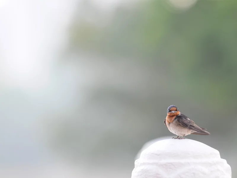 воробей, sparrow, птица