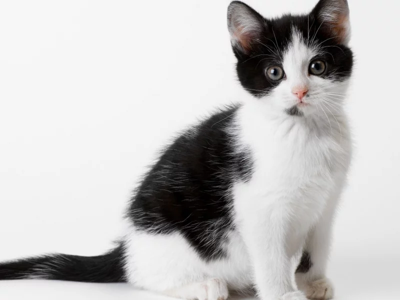 черный, котенок, кот, кошка, белый