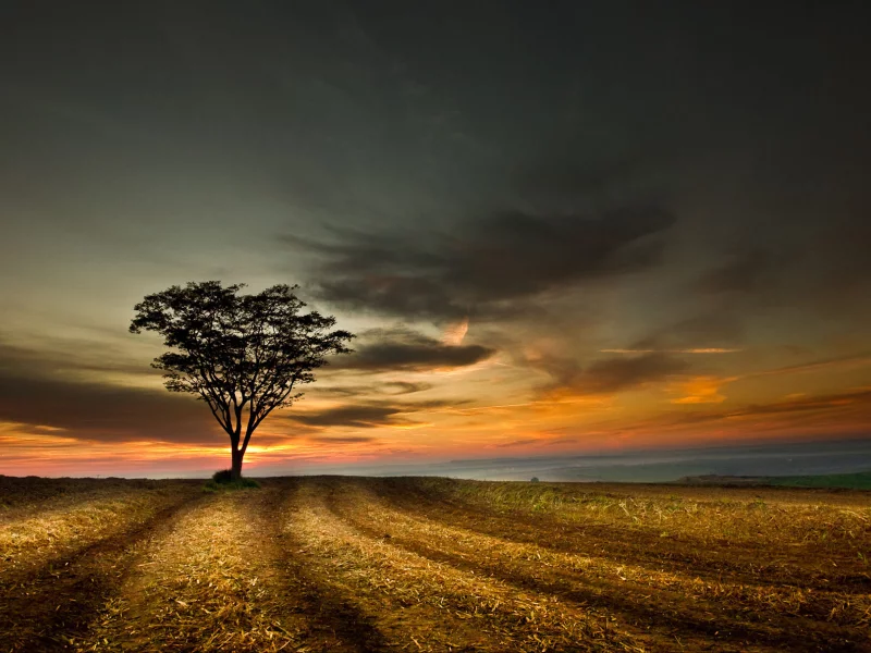 поле, небо, tree, landscape, sky, дерево, sunset, облака, hill, пейзаж, nature, clouds, природа, закат, 1920x1200