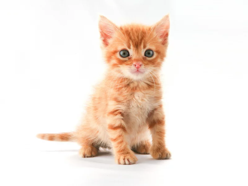 кот, котенок, рыжий