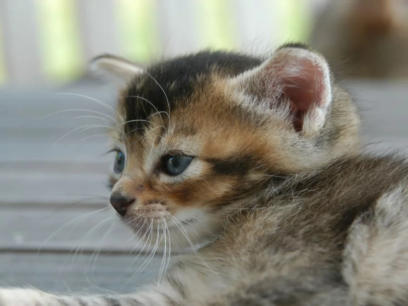 котенок, обои, улица