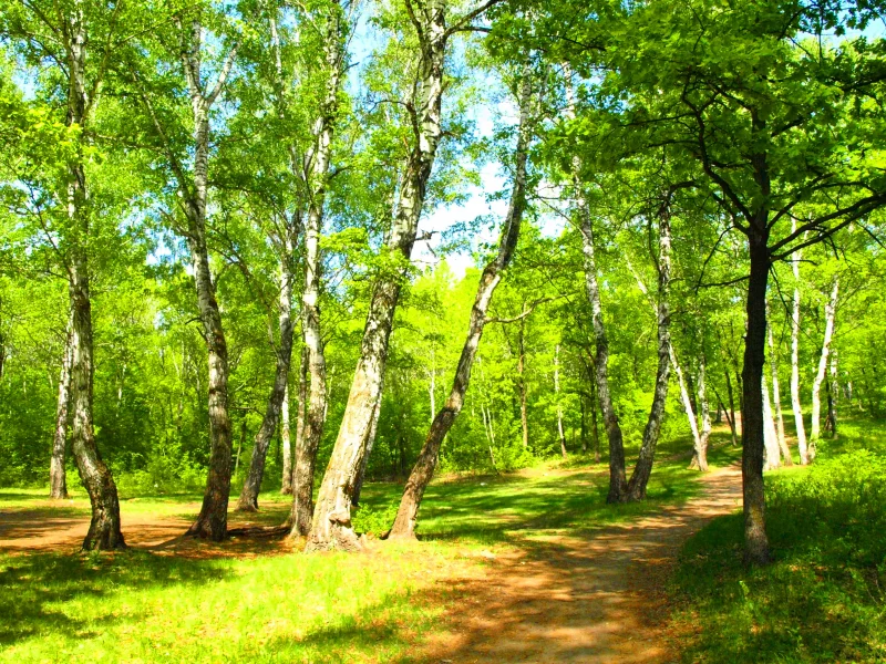 лес, деревья
