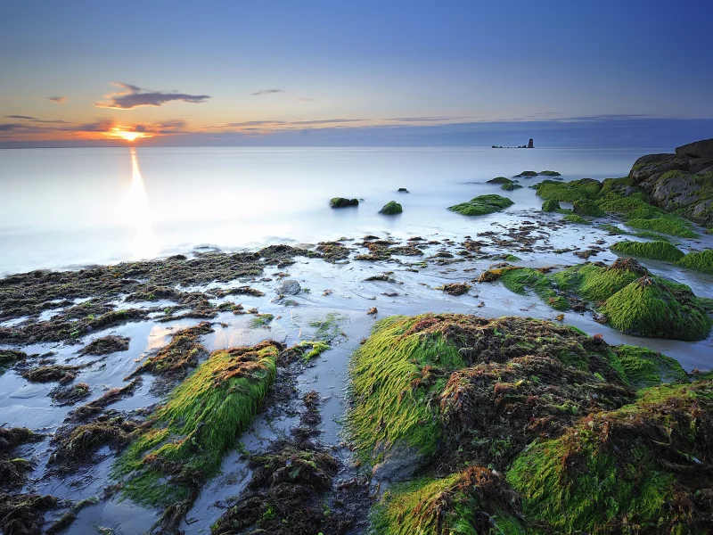 камни, дымка, водоросли, франция, побережье, море