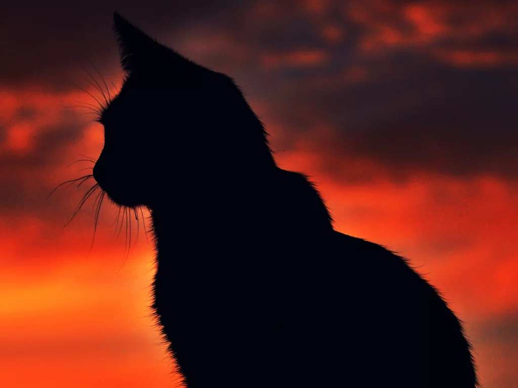 cat, night
