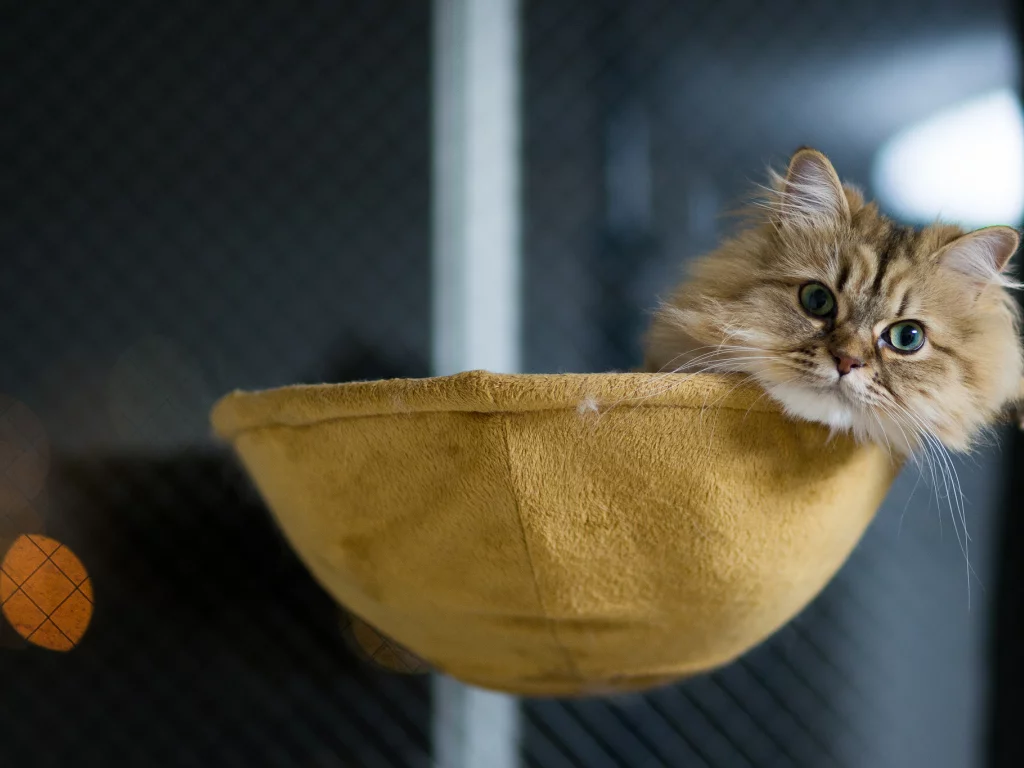 лежа, кошка, benjamin torode, ben torode, дом, daisy