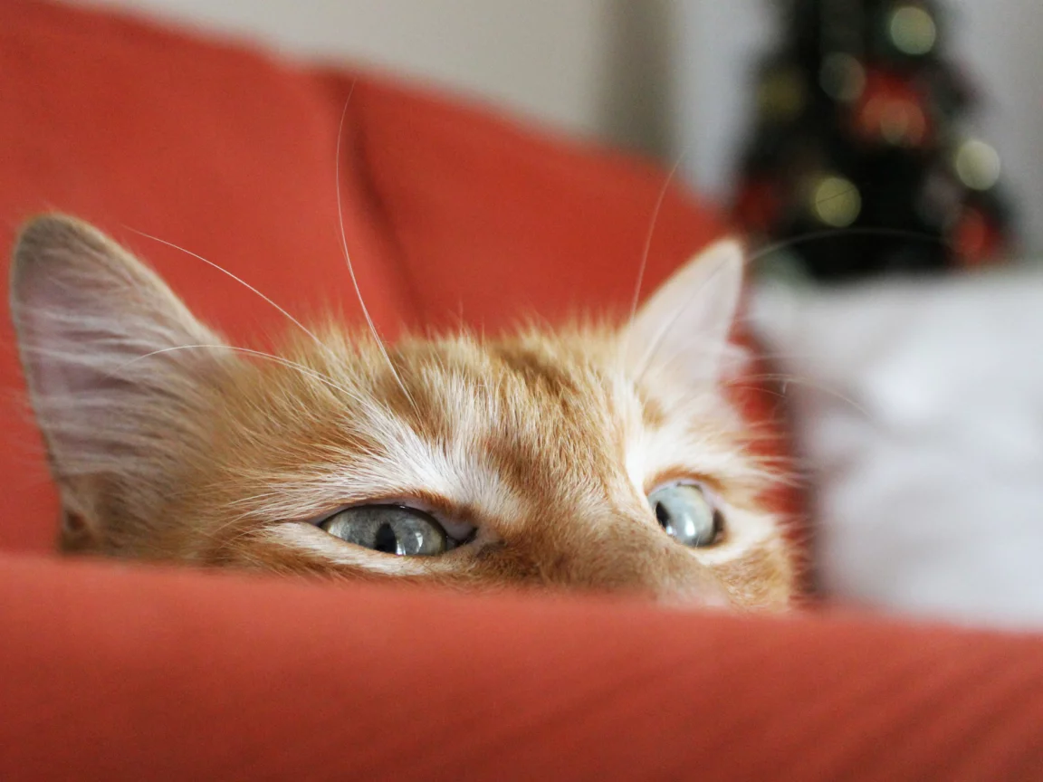 выглядывает, кошка, ёлка, рыжий, диван, кот, фокус