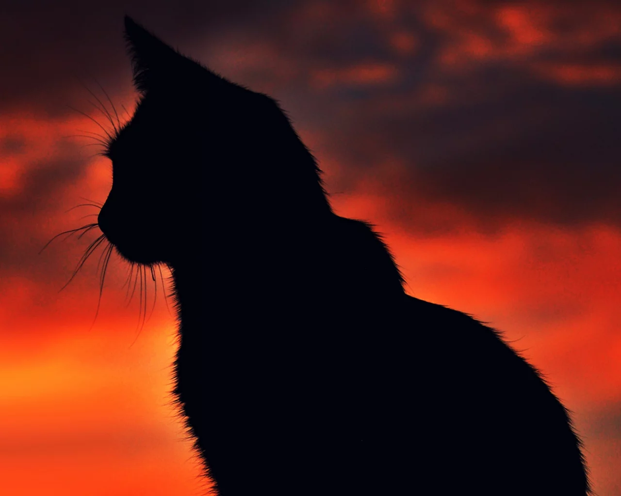 cat, night