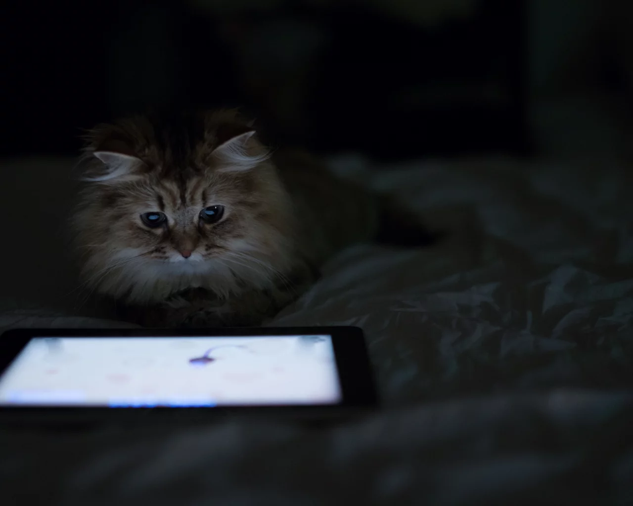 планшет, кошка, benjamin torode, дом, лежа, daisy, ben torode
