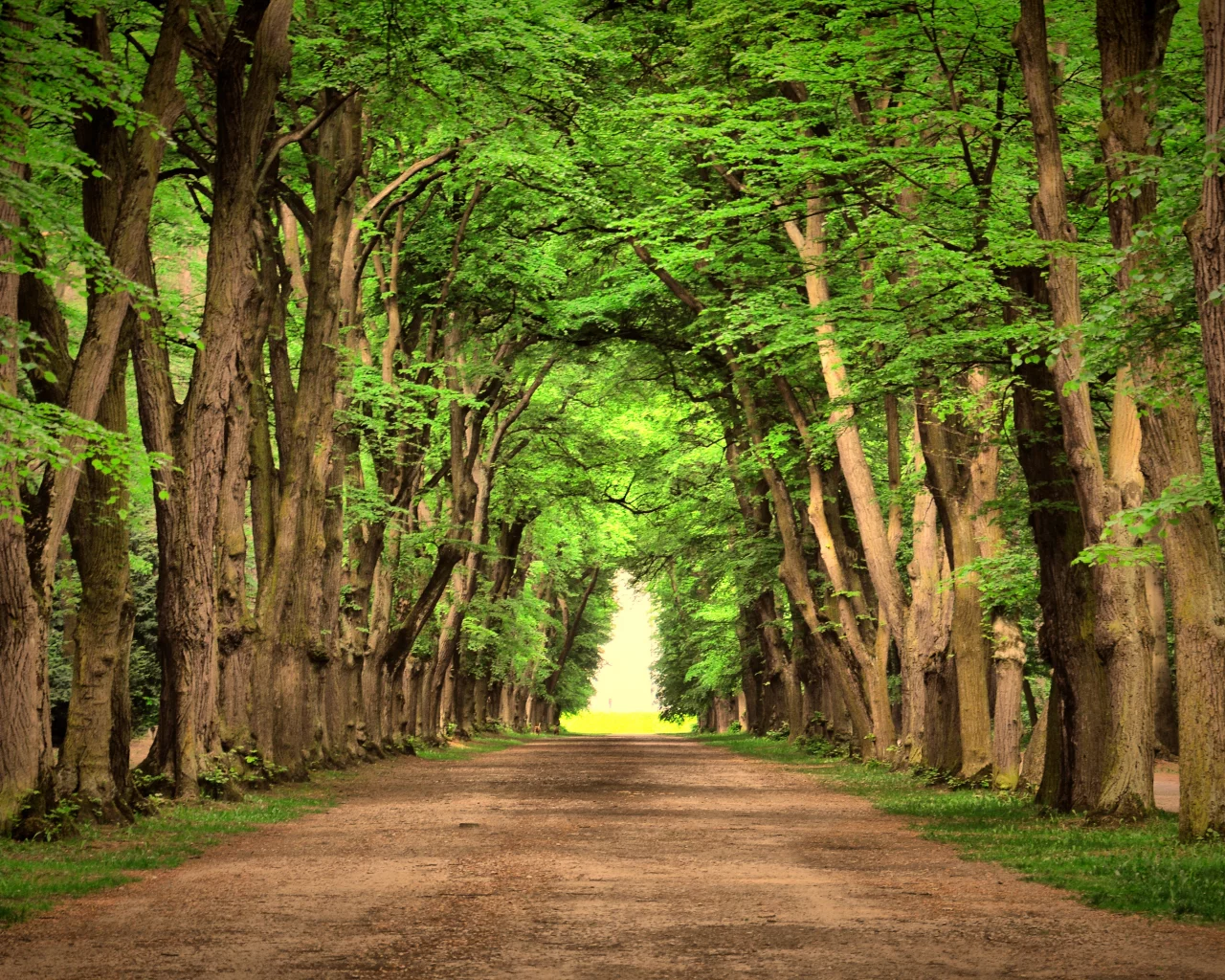 nature, landscape, зеленый, beautiful, green, деревья, trees, road , дороги
