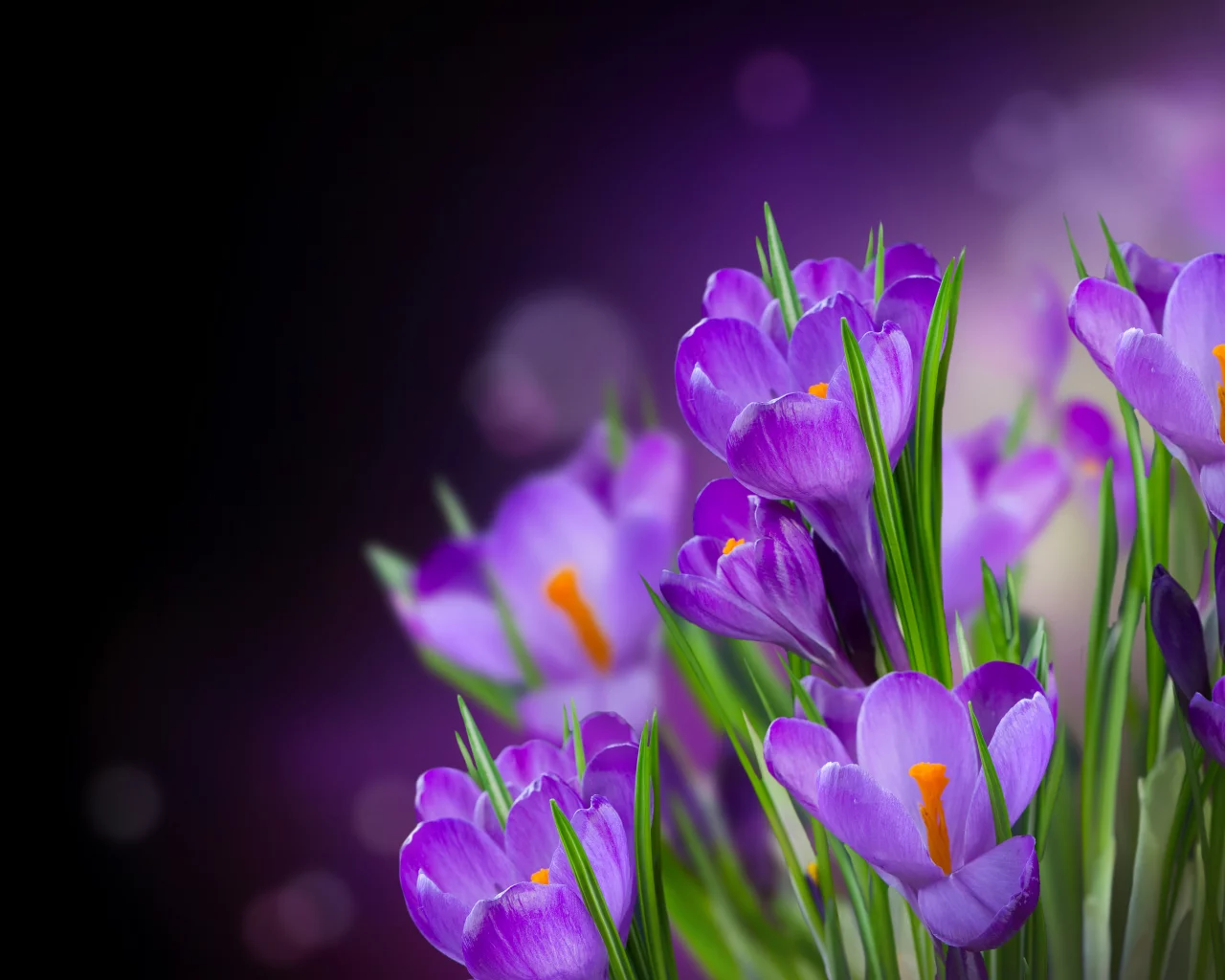 crocus, крокусы, beautiful, flowers, цветы, petals, flower, лепестки