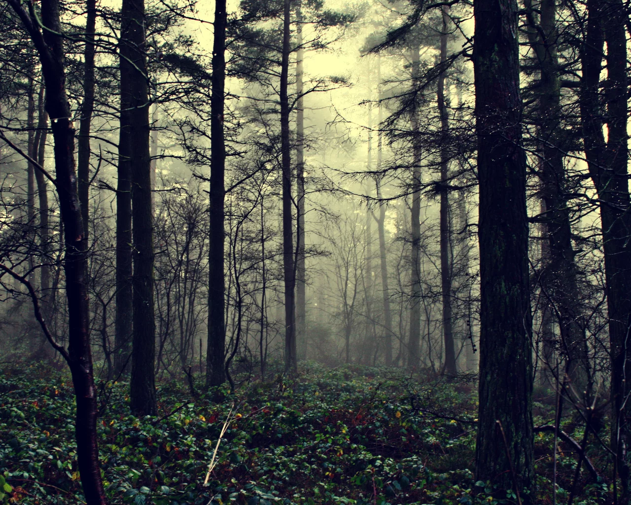the fog of illusion, природа, туман, лес