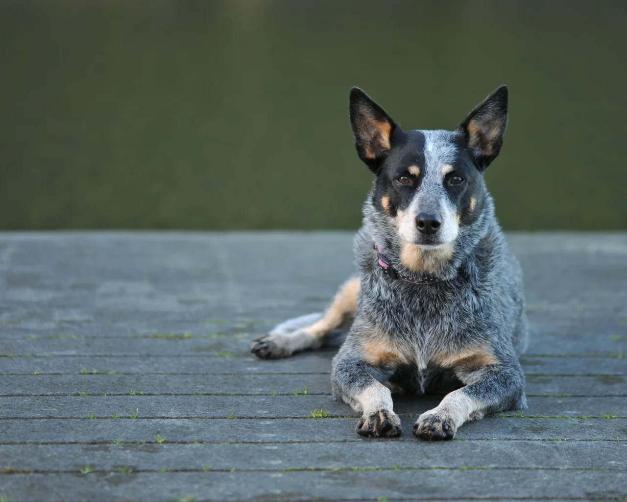 собака, взгляд, australian cattle dog
